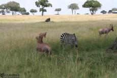 IMG 8092-Kenya, Masai Mara landscape with zebra and topi